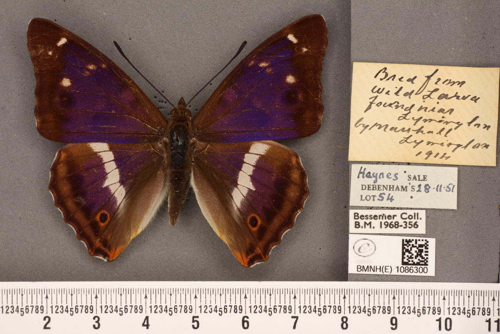 Apatura iris iole male (aberration) 06 [Internet image property of respective owner, non commercial use only]